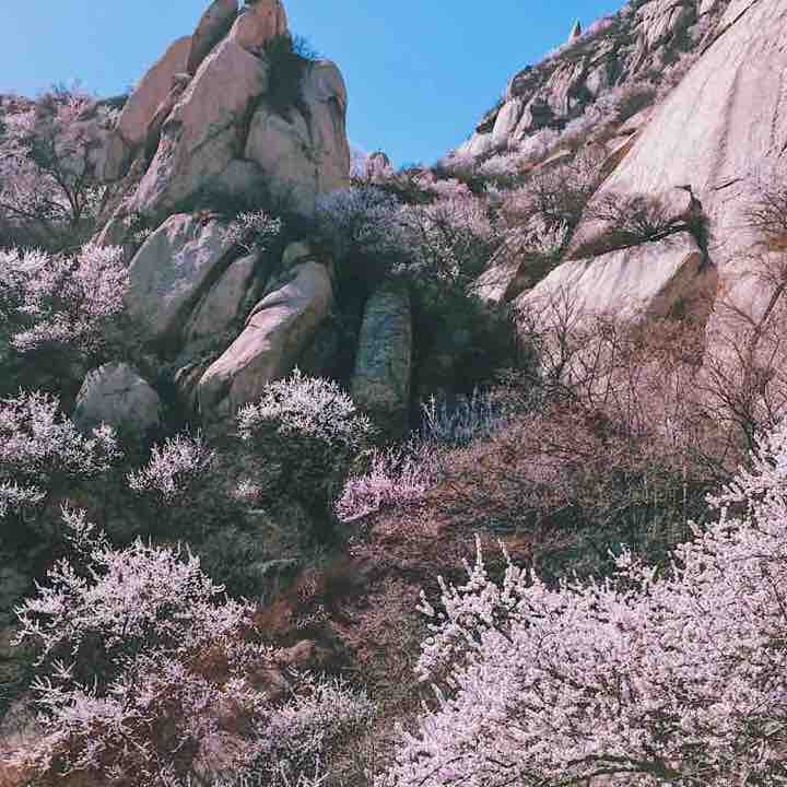 凤凰岭山花烂漫