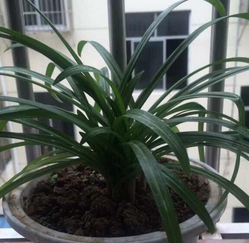 悠然