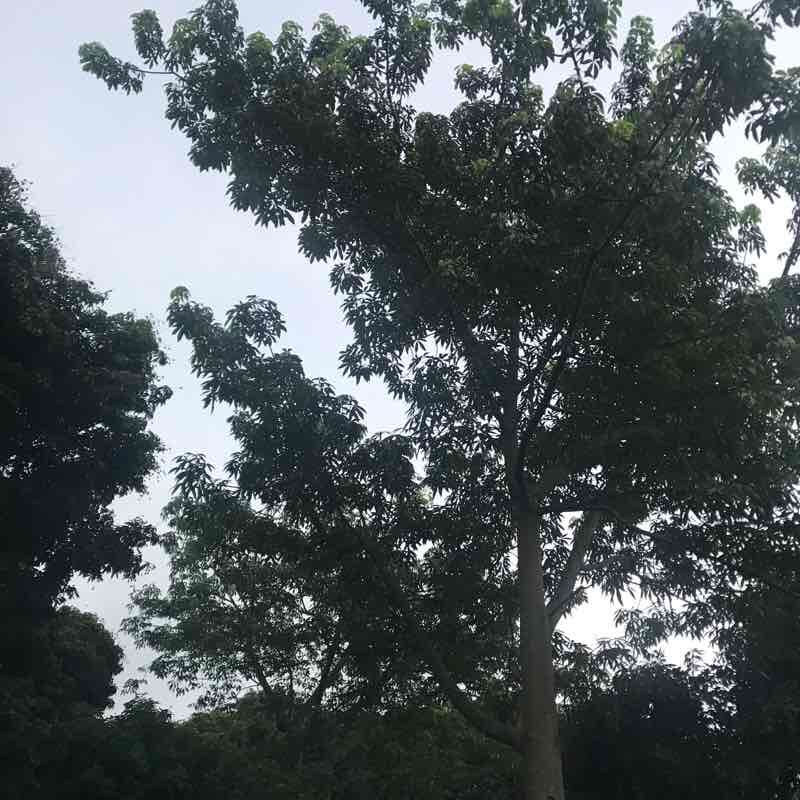 南山荔林公园健身