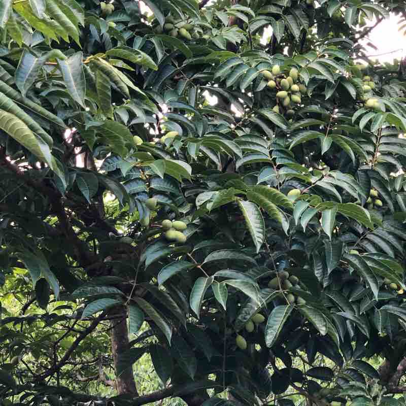 Sanding on foot walking route map in Jie Yang Shi