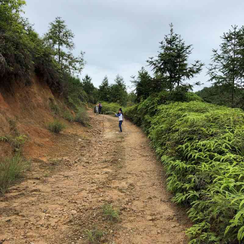 蛟洋到古田山路 walking route map in Long Yan Shi