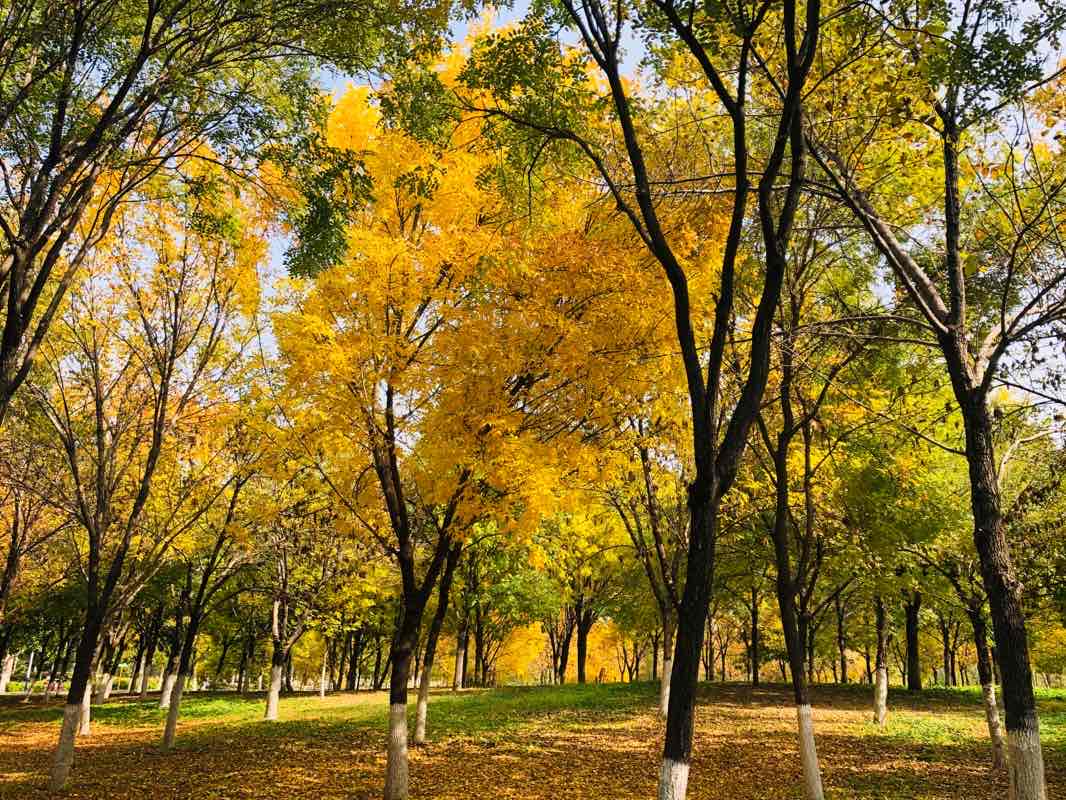 walking near me on Dongxiaokou walking route
