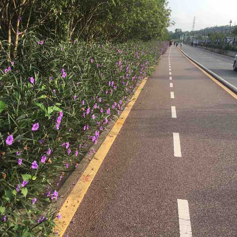 深圳水库10公里健步