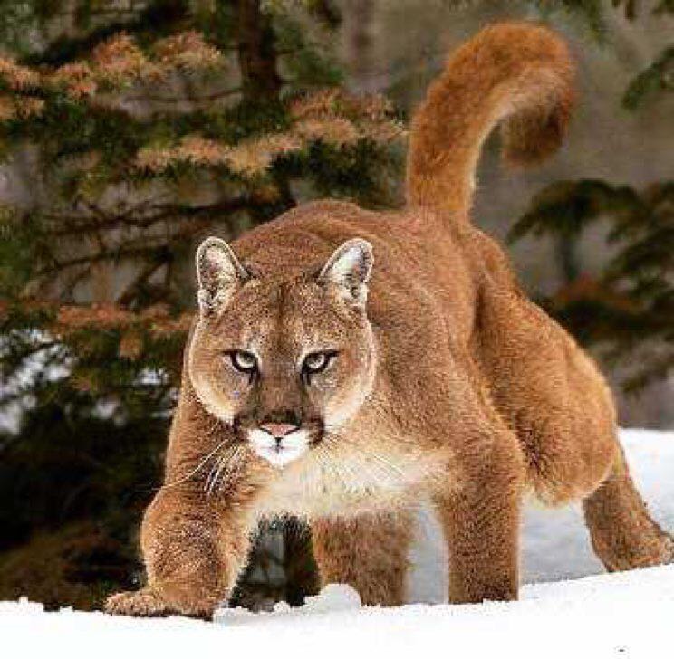 运动之星冠军语录