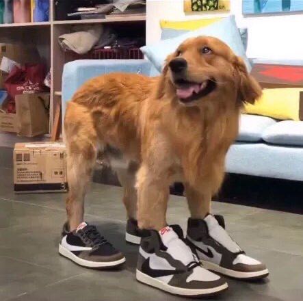 细狗的自我修养