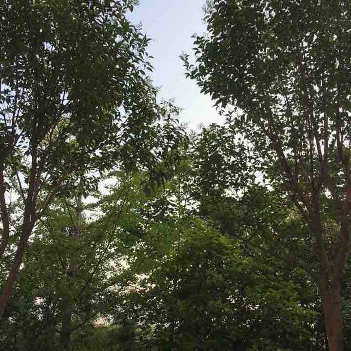 苍源河下游