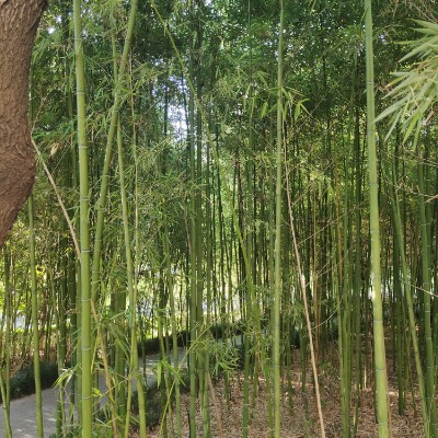 云中漫步-雨后春笋 post 1