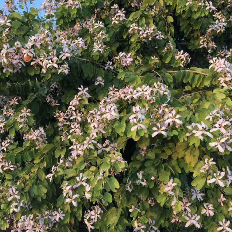 Chenghai Xiayan River Runway walking route map in Shantou