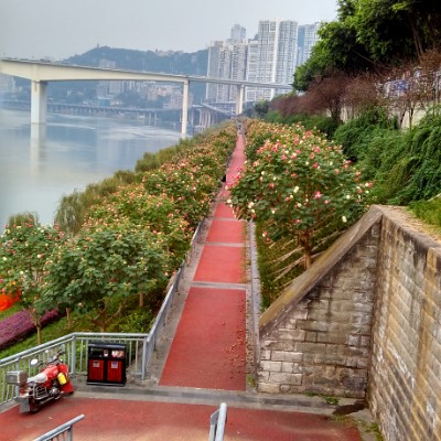 嘉滨路(化龙桥段步道)該步道平直无坡度，春秋季观花空气新晚间观夜景。