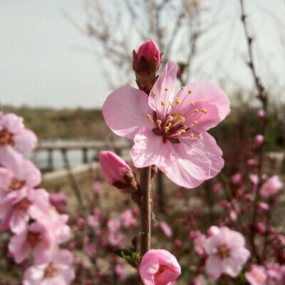 Haizang Wetland Park walking route map in Wu Wei Shi