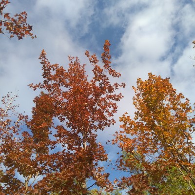 Longcheng Park walking route map in 深圳市