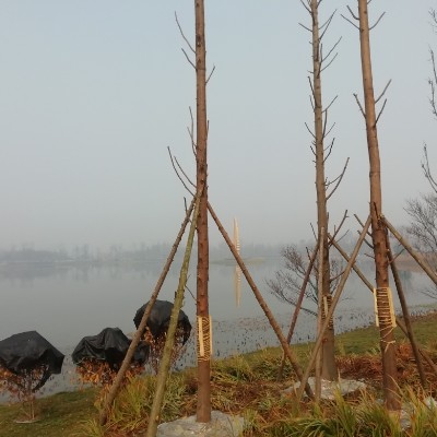 新年第一天人狠多